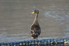 Anas undulata undulata