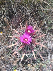 Ferocactus latispinus