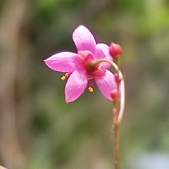 Talinum paniculatum