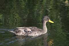 Anas undulata undulata
