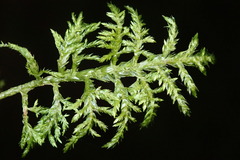 Hylocomium splendens