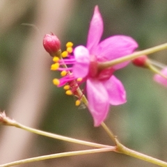 Talinum paniculatum