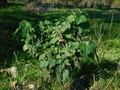 Leonurus quinquelobatus