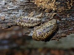 Philomycus carolinianus