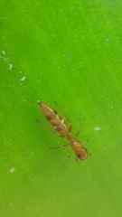 Myrmarachne ichneumon