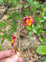 Chasmanthe aethiopica