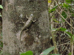 Sceloporus lundelli