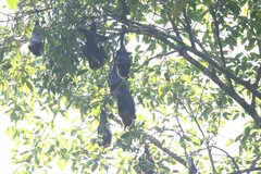 Pteropus conspicillatus