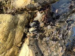 Megabalanus californicus