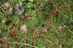 Hylocomium splendens