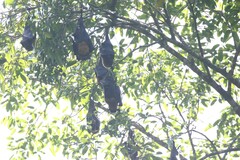 Pteropus conspicillatus