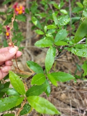 Chasmanthe aethiopica