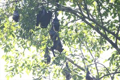 Pteropus conspicillatus