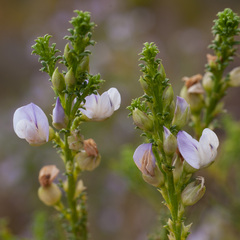 Psoralea aculeata