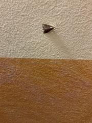 Udea ferrugalis