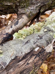 Cerrena unicolor