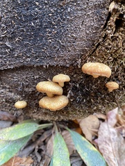 Crepidotus crocophyllus