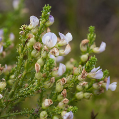 Psoralea aculeata