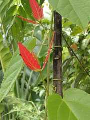 Passiflora tholozanii