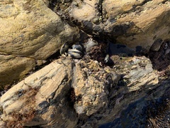 Megabalanus californicus