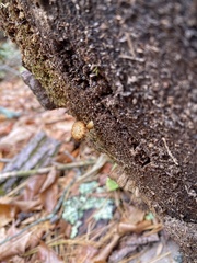 Crepidotus crocophyllus