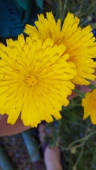 Hypochaeris radicata