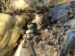 Megabalanus californicus