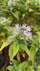 Koenigia polystachya