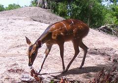 Tragelaphus scriptus