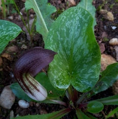 Arisarum simorrhinum