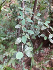 Cotoneaster franchetii