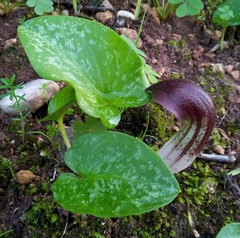 Arisarum simorrhinum