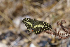 Papilio demodocus