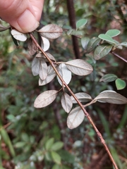 Cotoneaster franchetii