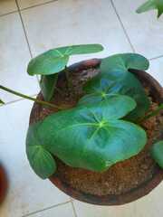 Pilea peperomioides