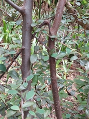 Cotoneaster franchetii