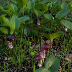 Arisarum simorrhinum