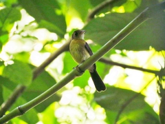 Myiobius sulphureipygius