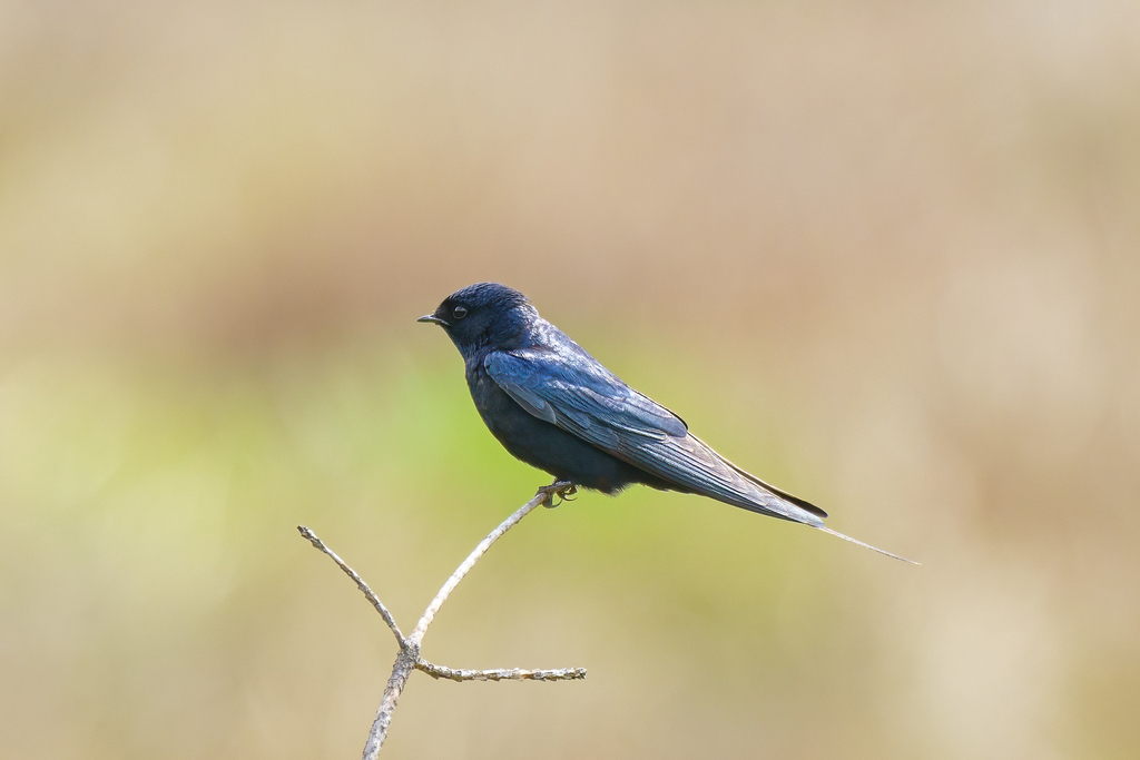 Montane Blue Swallow (Hirundo atrocaerulea) photo