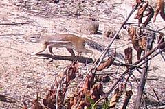 Euxerus erythropus