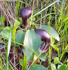 Arisarum simorrhinum