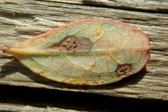 Naohidemyces vacciniorum