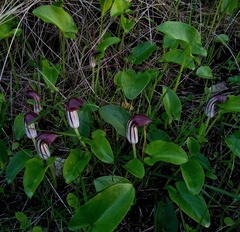 Arisarum simorrhinum