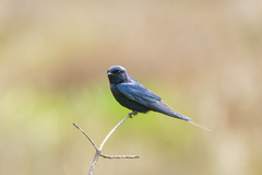 Hirundo atrocaerulea
