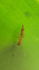 Myrmarachne ichneumon