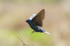 Hirundo atrocaerulea