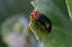 Ascolhedybius hirtus