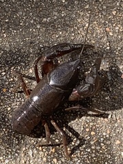 Creaserinus hedgpethi