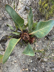 Protea acaulos