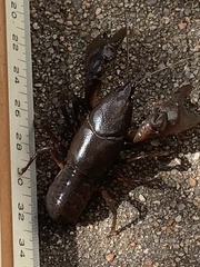 Creaserinus hedgpethi